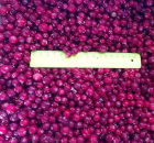 Клюква, 10 кг